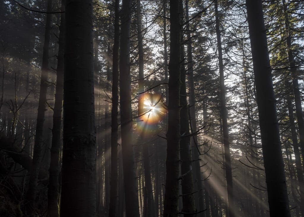 Spring wildflowers blooming across the Mourne hillsides with fresh green landscape