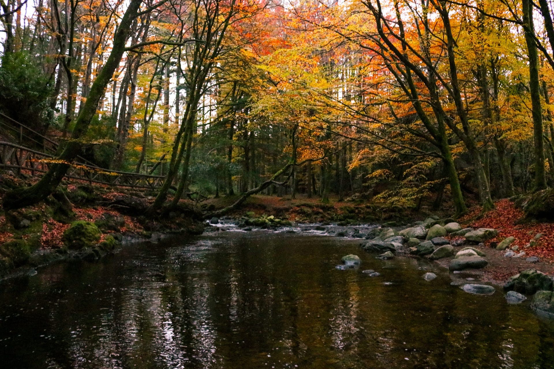 Sunlight filtering through ancient forest canopy — A Quieter Weekend in the Mournes