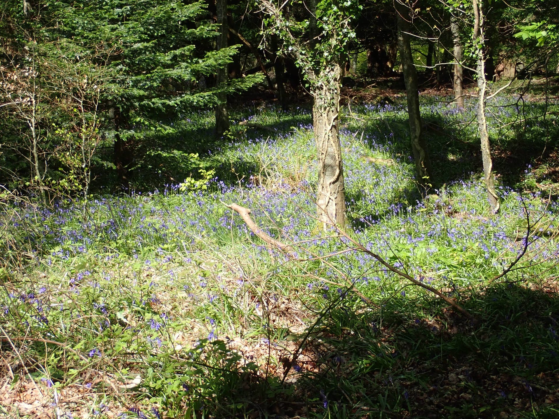 The Trees the Fairies Won't Let You Touch
