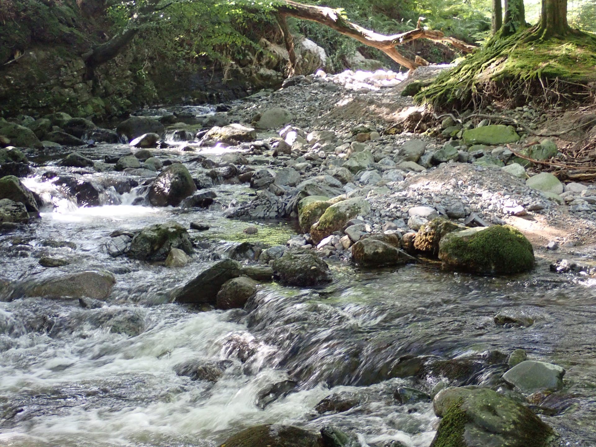 Snow-covered forest path evoking Narnia's magical winter realm
